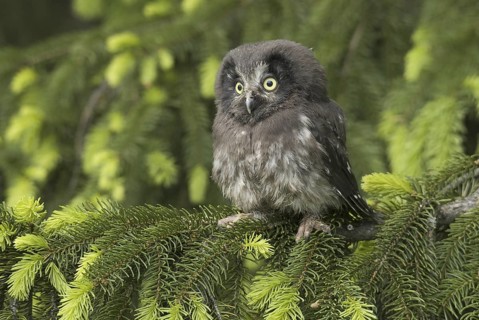 Boreal Owl (Aegolius funereus), Saxony, Germany