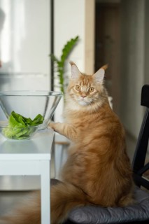 A fluffy ginger Maine Coon cat sits on a chair beside a table and a glass bowl filled with fresh