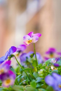 Close-up of purple and pink flowers in a flower pot, Schwäbisch Hall, Germany