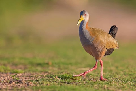 Giant Wood-Rail (Aramides ypecaha) Corrientes, Argentina