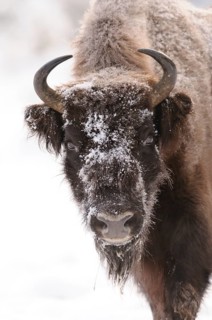 A close-up of a bison head covered with snow, bison (Bos bonasus), Bavarian Forest National Park,