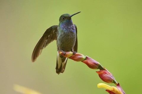Blue-chested Hummingbird (Amazilia amabilis), Ecuador