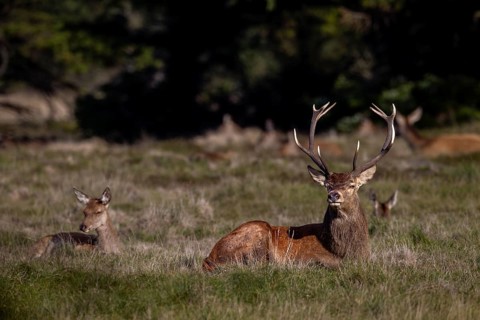 The rut was a very energy-sapping time for the red deer (Cervus elaphus), in the protection of the