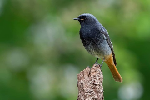 Black Redstart (Phoenicurus ochruros) male, Lower Saxony, Germany
