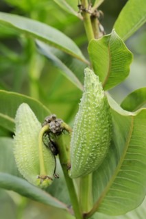 Common milkweed (Asclepias syriaca), fruit, ornamental plant, native to North America
