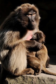 Djelada or gelada baboon (Theropithecus gelada), female with young, captive, occurring in Ethiopia,