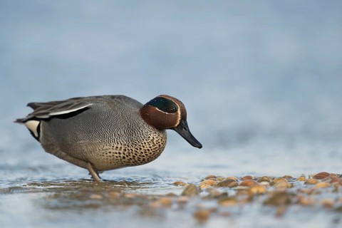 Eurasian Teal (Anas crecca) male, Schleswig-Holstein, Germany