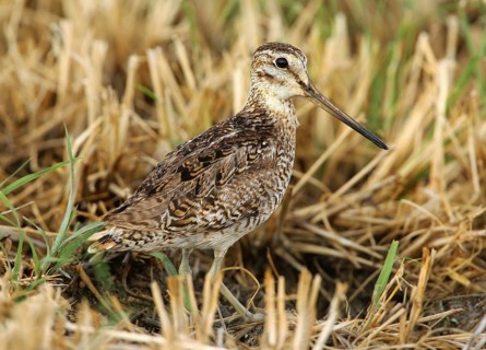 Pin-tailed Snipe (Gallinago stenura), Dhofar, Oman
