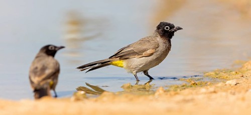 Yellow-vented Bulbul, (Pycnonotus xanthopygos), Animals, Birds, Bulbul, Songbird, Family of the