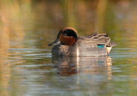 Green-winged Teal (Anas carolinensis) male, Florida, USA