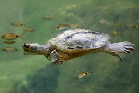 Burmese Roofed Turtle (Batagur trivittata), adult, in water, swimming, Myanmar, Asia, captive