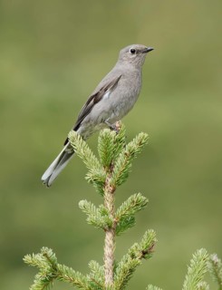 Townsend's Solitaire (Myadestes townsendi) perched on a branch, British Columbia, Canada