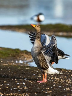 Greylag Goose, Anser anser, bird in flight over winter marshes