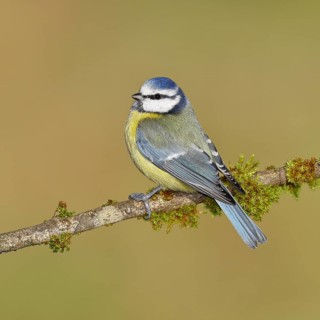 Blue tit (Parus caeruleus), sitting on a branch covered with moss, Wilnsdorf, North