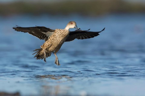 Grey Teal (Anas gracilis) flying, Victoria, Australia