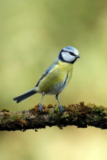 Pimpelmees, Blue tit, Cyanistes caeruleus