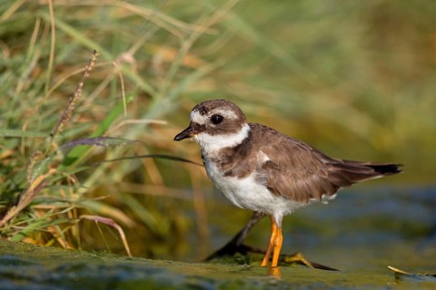 Ringed Plover, (Charadrius hiaticula), wading bird, plover family, Raysut, Salalah, Sohar, Oman