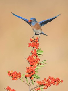 Western Bluebird (Sialia mexicana) eating red berries, California, USA