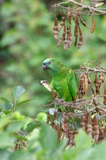 Blue-fronted Amazon (Amazona aestiva) perched on a branch in Bolivia, South America