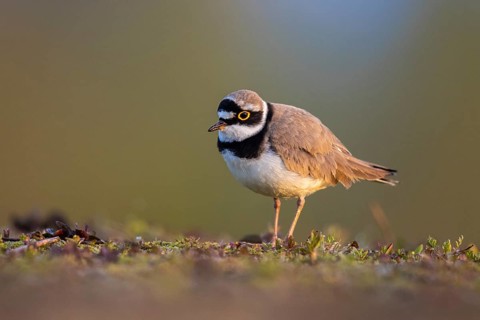 Little Ringed Plover (Charadrius dubius), North Rhine-Westphalia, Germany