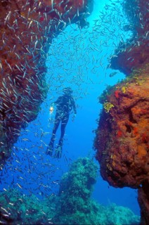 Shoal of spikefish (Atherinomorus stipes) in front of column canyon of stony corals (Acropora) in