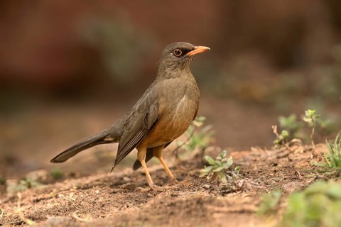 Abyssinian Thrush (Turdus abyssinicus) perched on the ground, Oromia, Ethiopia
