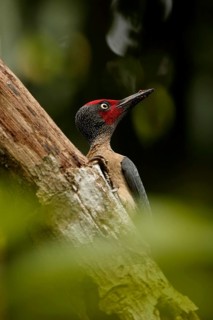 Ashy Woodpecker (Mulleripicus fulvus) male climbing up tree trunk, North Sulawesi, Indonesia