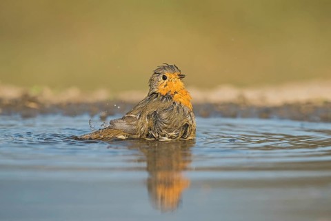 European Robin (Erithacus rubecula) bathing at a waterhole, Aosta Valley, Italy