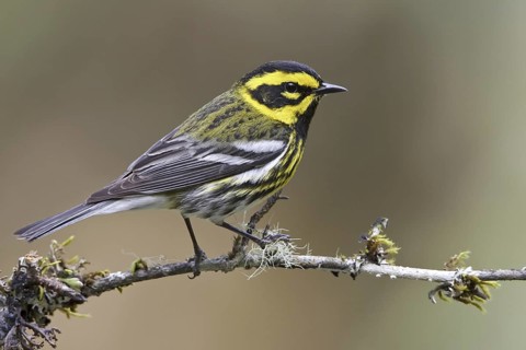 Townsend's Warbler (Setophaga townsendi), British Columbia, Canada