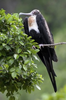 Great Frigatebird (Fregata minor) female, Christmas Island, Australia