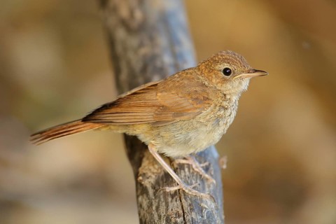 Common Nightingale (Luscinia megarhynchos) juvenile perched on a branch, Andalusia, Spain