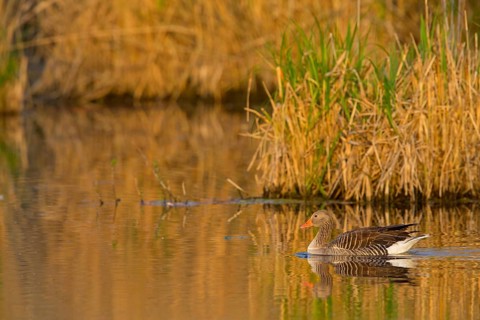 Grey goose, (Anser anser), animals, birds, goose, geese, field geese, duck family, biotope,
