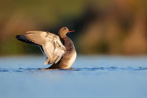 A frieze duck gracefully spreads its wings on the serene waters of Puebla de BeleÃ±a, Spain. The