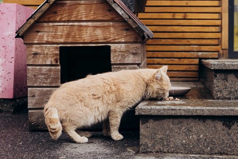 A stray cat enjoys a meal next to a rustic wooden cat house. The setting features textured wood and