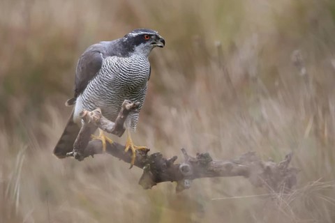 A stunning female European goshawk perched on a branch. Her penetrating gaze and patterned feathers