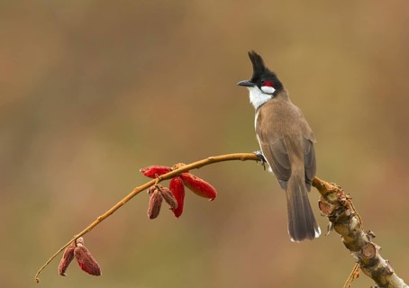 Red-whiskered Bulbul (Pycnonotus jocosus) perched on a twig, West Bengal, India