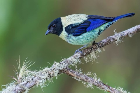 Black-headed Tanager (Tangara cyanoptera) perched on a branch in Colombia, South America