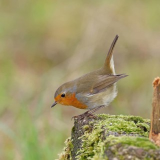 Robin (Erithacus rubecula), on mossy ground in the garden, Wilnsdorf, North Rhine-Westphalia,