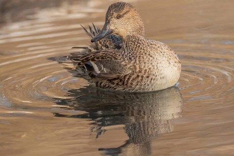 Female Duck Eurasian Tealswim (Anas crecca) sits on the water and observes her surroundings. The