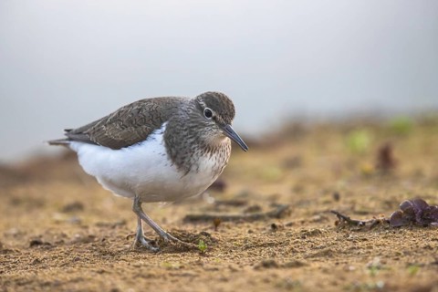 Common Sandpiper (Actitis hypoleucos), North Rhine-Westphalia, Germany