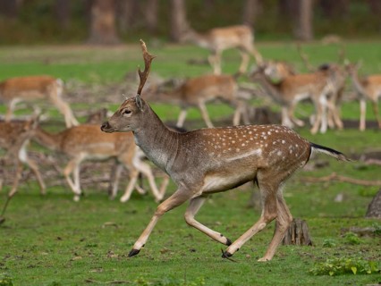 Young fallow deer running, North Rhine-Westphalia, Germany
