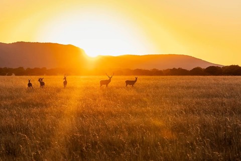 Silhouetted deers gracefully roam the golden fields of Cabaneros National Park at sunset, set