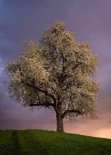 A white blossoming fruit tree in a meadow in spring. Colourful clouds and sunset. Rhine-Neckar