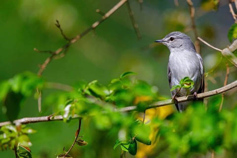 Hard-backed flycatcher, (Fraseria caerulescens), animals, birds, biotope, perch, iSimangaliso