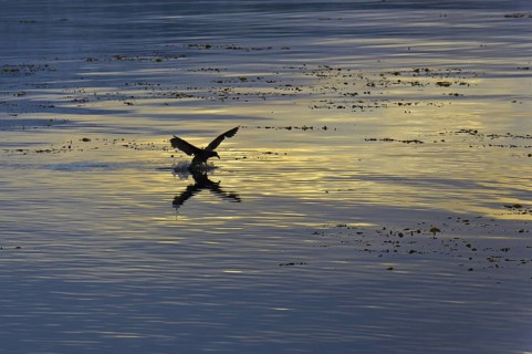 Southern Giant Petrel (Macronectes giganteus), Antarctica