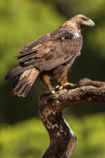 Spanish Imperial Eagle (Aquila adalberti) male perched on a branch, Andalusia, Spain