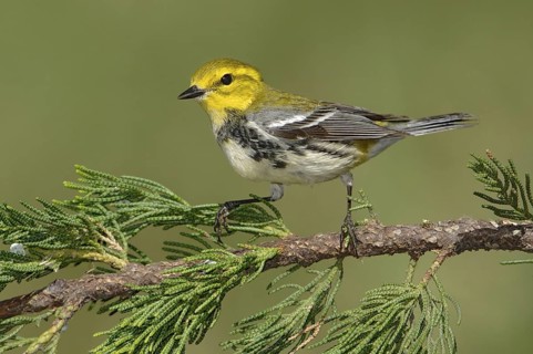 Black-throated Green Warbler (Setophaga virens), Texas, USA