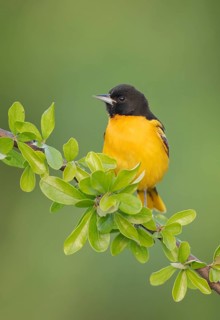 Baltimore Oriole (Icterus galbula) male, Texas, USA