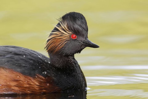 Black-necked Grebe (Podiceps nigricollis), Bavaria, Germany