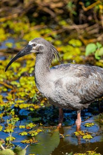 Headband Ibis (Harpiprion caerulescens) Pantanal Brazil